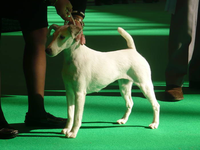 P1050508 - crufts 2009 smooth fox  and wire