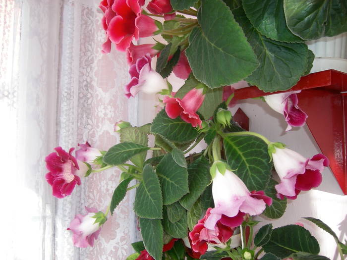 Gloxenii - Flori - 2009