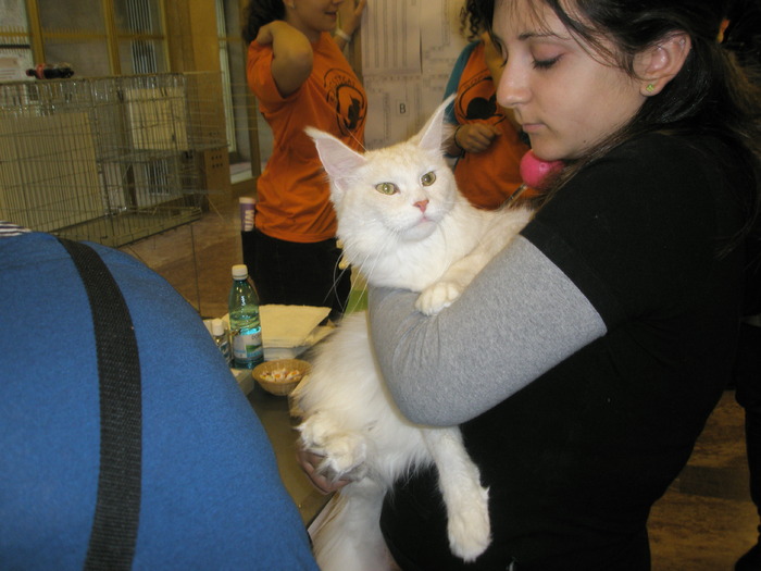 PA030064 - Expozitie felina internationala - 03 oct 2009