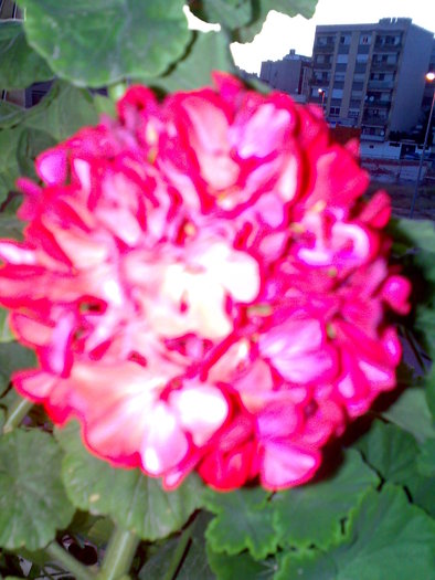 18082009666