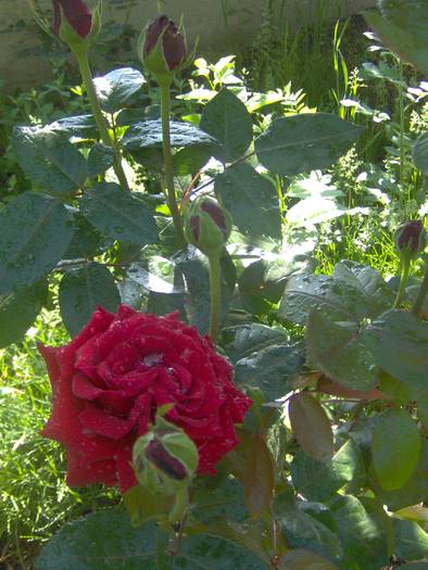 23.05.2009 040 - 23 mai 2009