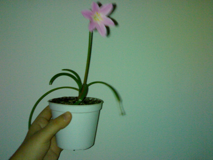 Z. grandiflora august-septembrie 2009 - Zephyranthes