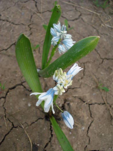 Puschkinia scilloides (2009, April 06)