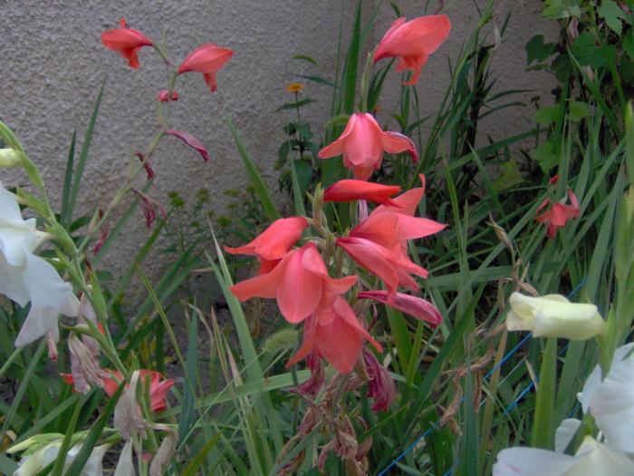 Picture 036 - 1 poze vechi cu Flori si Cactusi