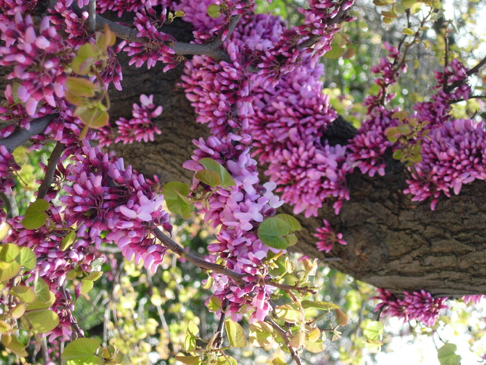 purple-flower-friendly-tree - Flower