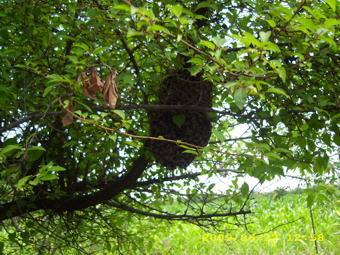 roi - albinele si stupii mei-bees and my hives