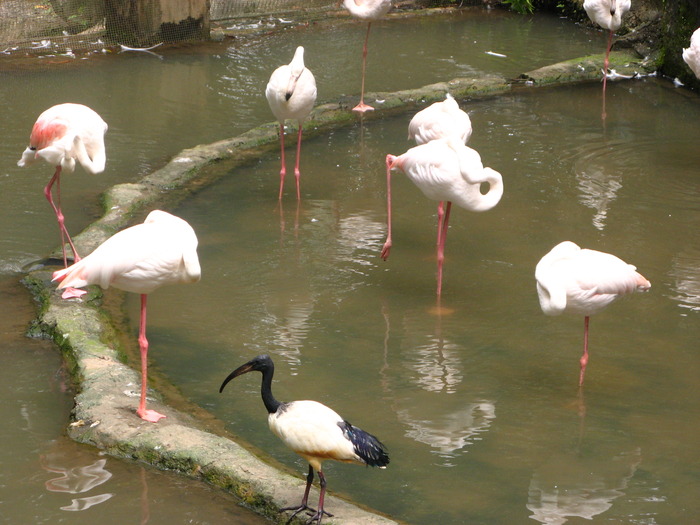 IMG_0215 - 2_1 - Kuala Lumpur Bird Park