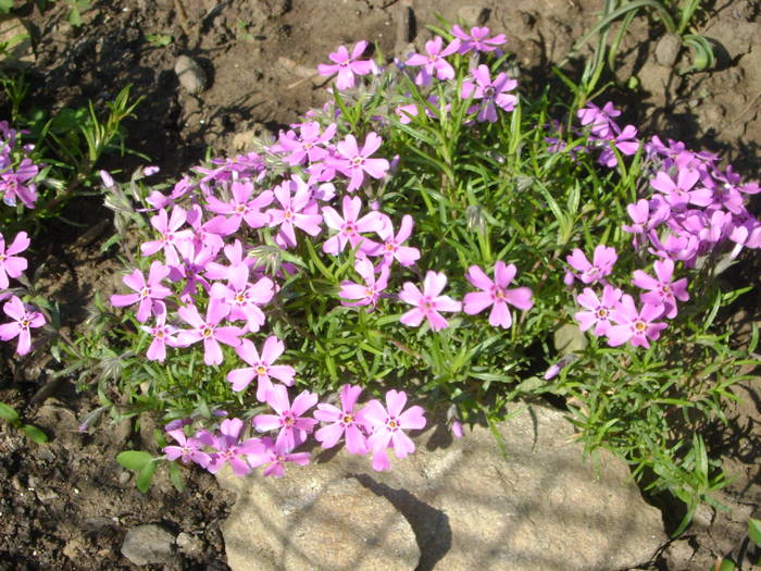 gradina 2009 - florile mele -2009