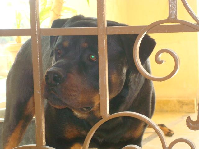 vito 1an pui din amira si hassan