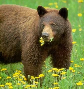 poze-papadii-ursi - Poze cu animale haioase