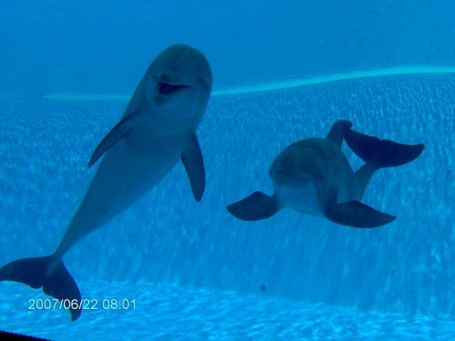 54 - poze cu delfini