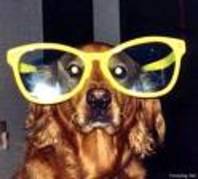 catel cu ochelari de soare - poze cu animale - dayanaa