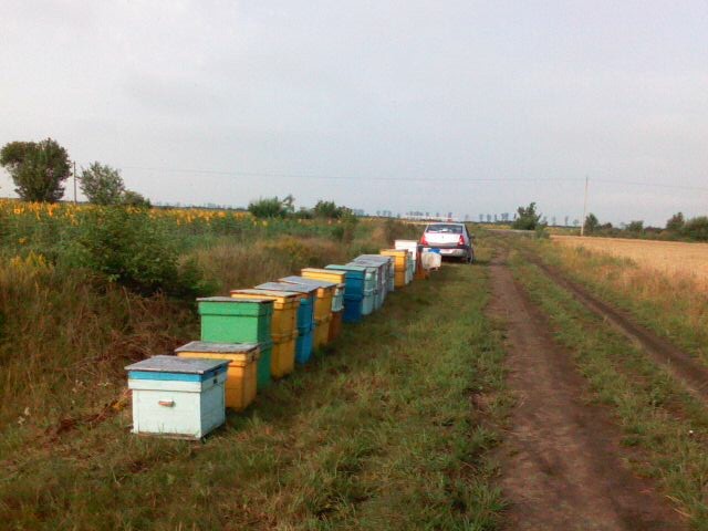 la f.soarelui 2009 in banat - Pastoral si Vacante