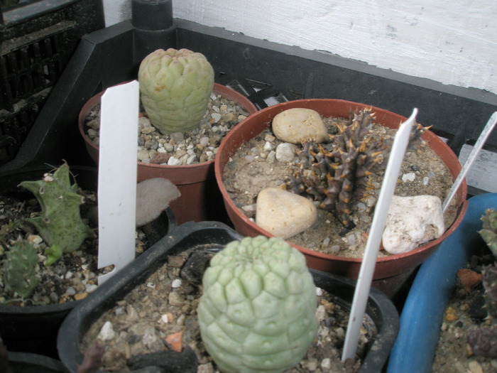 Larryleachia - cactusi la iernat 2009-2010