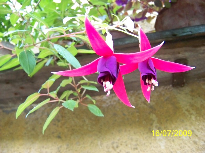100_7824 - Iulie 2