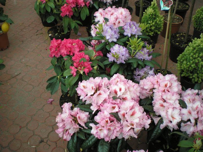 P5070147