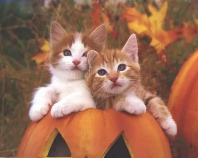 halloween_a_kocky--c1280xc102