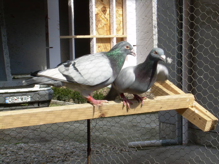 9.01.2009 212; voiajori
