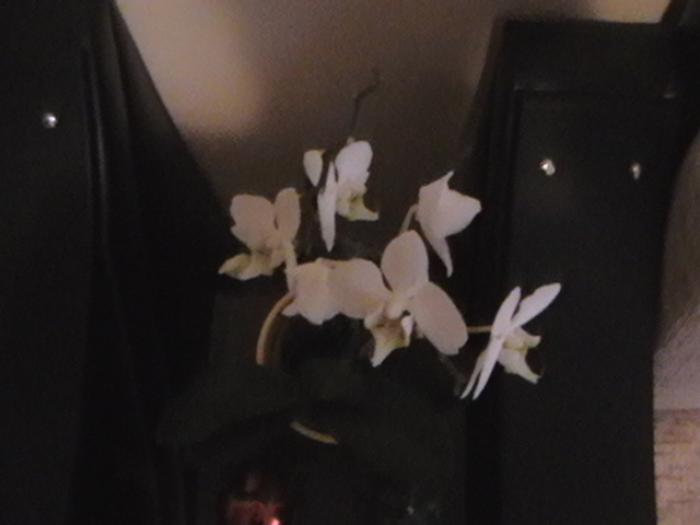 3.01 - orhidee 2009