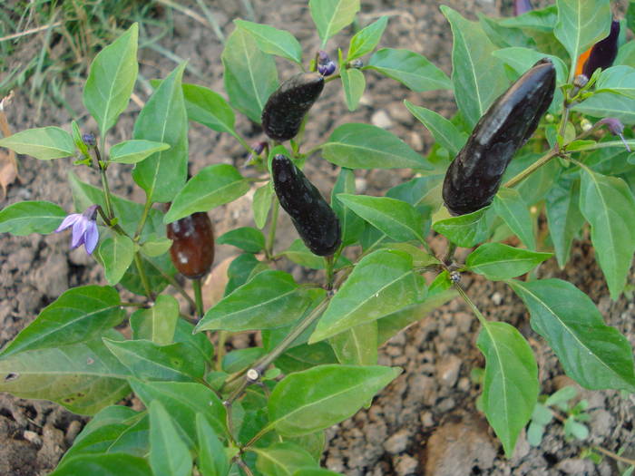 Black Chili Pepper (2009, August 04)