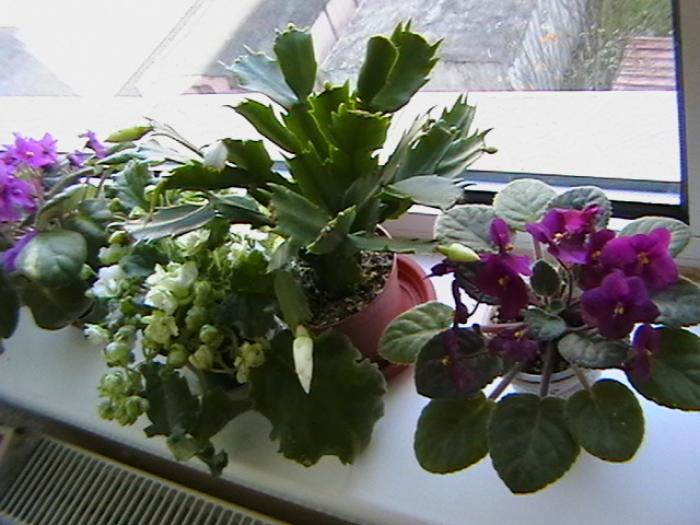 18.11 - violete 2009