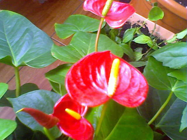anthurium rosu - florile mele