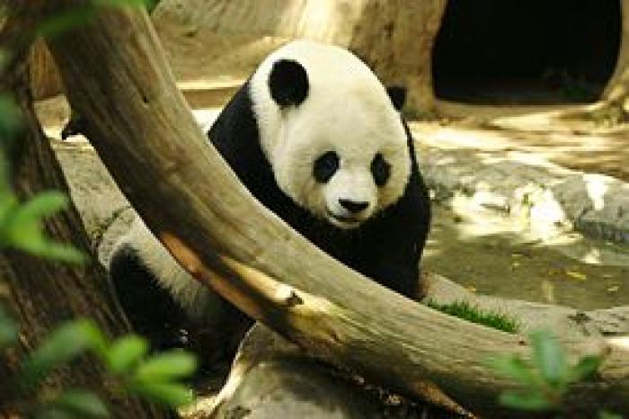 275px-Lightmatter_panda - animalute