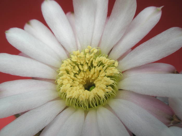 Acanthocalycioum peitscherianum - macro floare - Acanthocalycium