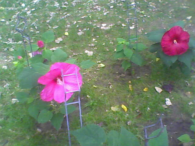 Picture 012 - hibiscus moscheutos