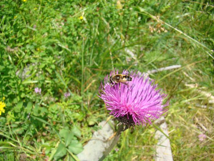 DSC01977 - Concediu 2008