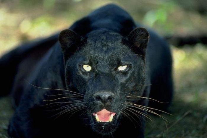 Black Panther - animalutze