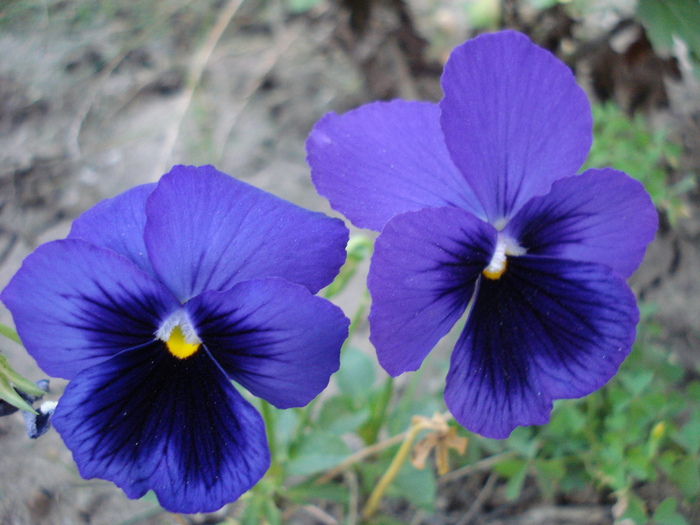 Blue Pansies (2009, September 16)