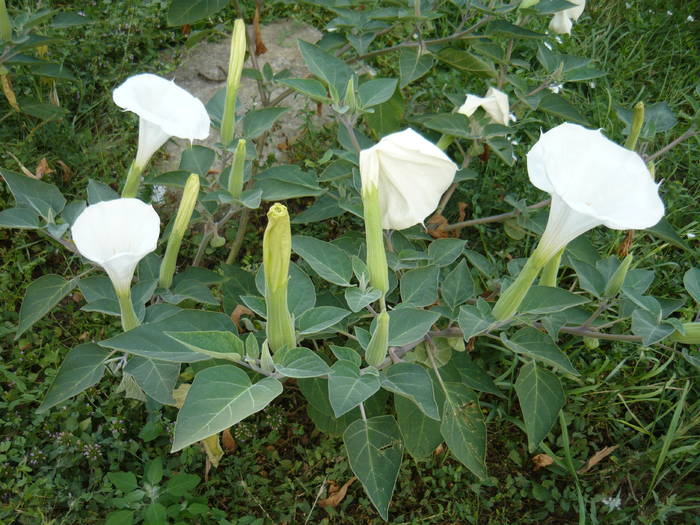 16 mai 2009 146 - GLADIOLE SI CRINI