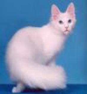 angora