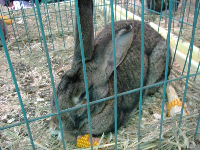 DISZNOVAGAS KEPEK 121