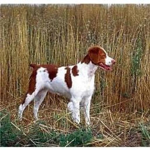 BRITTANY SPANIEL - RASE CAINI