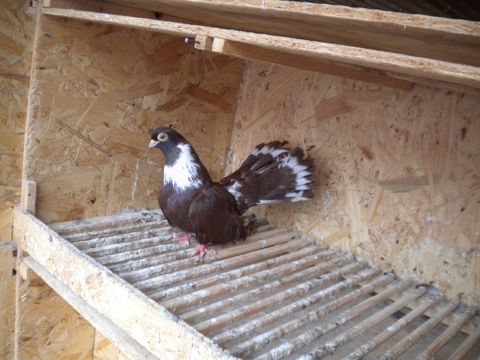 Picture 147 - Raicu 1