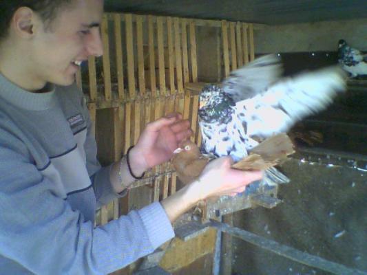 poza0017 - Roller de colectie