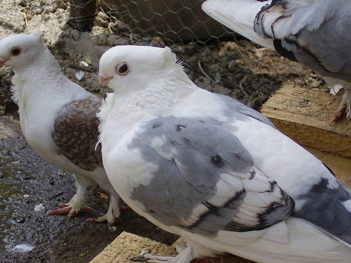 34 - C Porumbei Blueti si Satineti Vechi