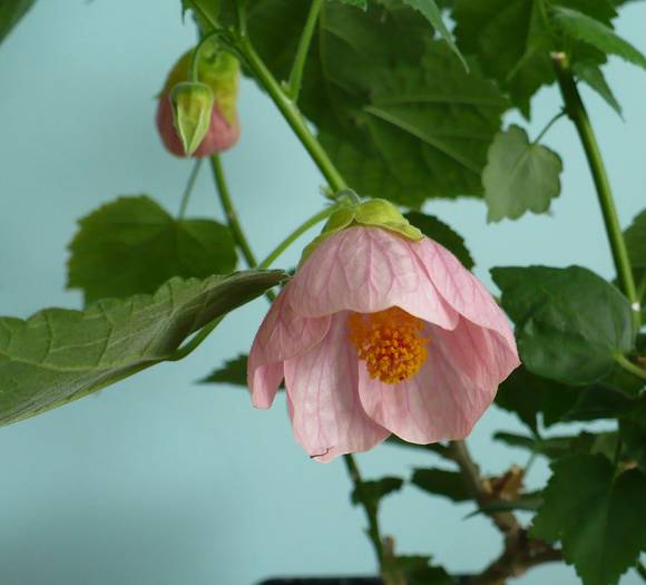 P1140444 - ABUTILONI