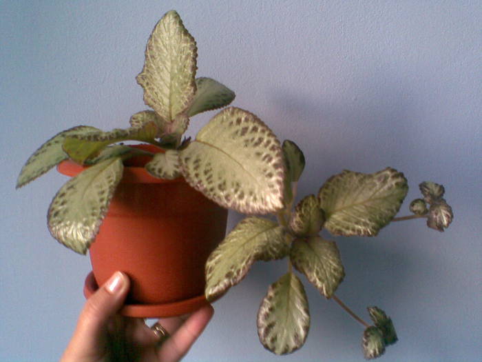 episcia - FLORI -2009