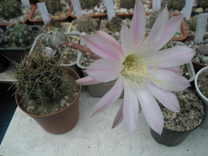 Echinopsis cu floare roz
