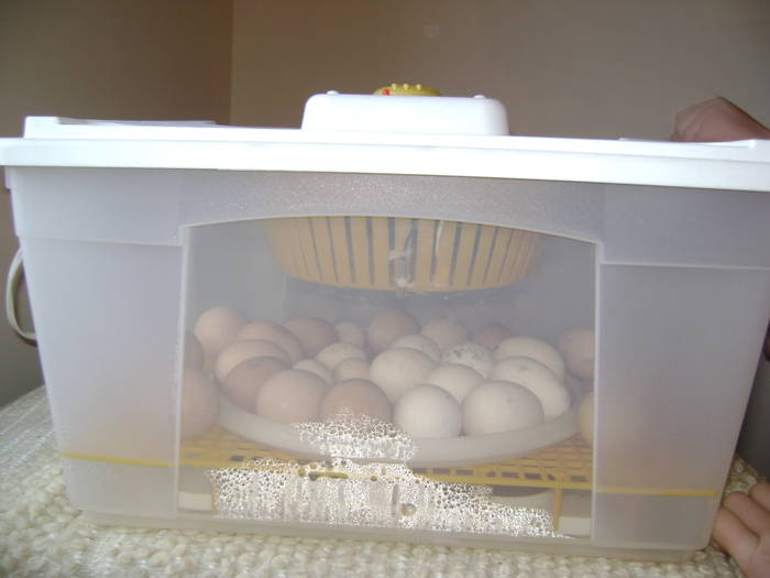 DSC05938 - incubator cu oua