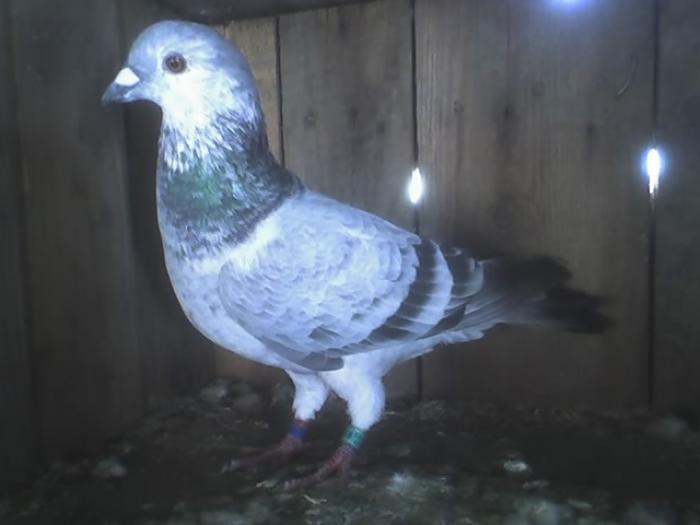 08-11-08_1214 - Porumbeii mei 2008