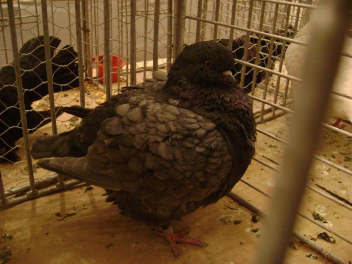 DSC05429 - expozitia tarnaveni 2009