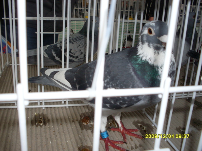 SDC11937 - expozitie deva 12-06-2009