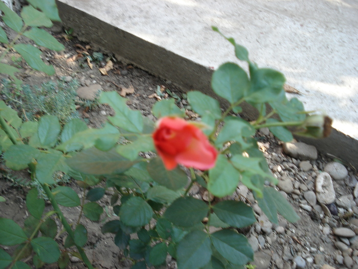 DSC09736