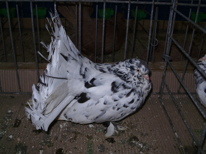 10963 rd 1 - 1507 partea 6a