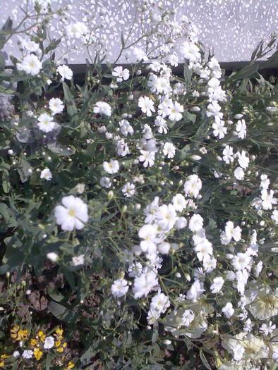 floarea miresei; Gypsophilla elegans.
Foarte folosita in arta buchetiera.
