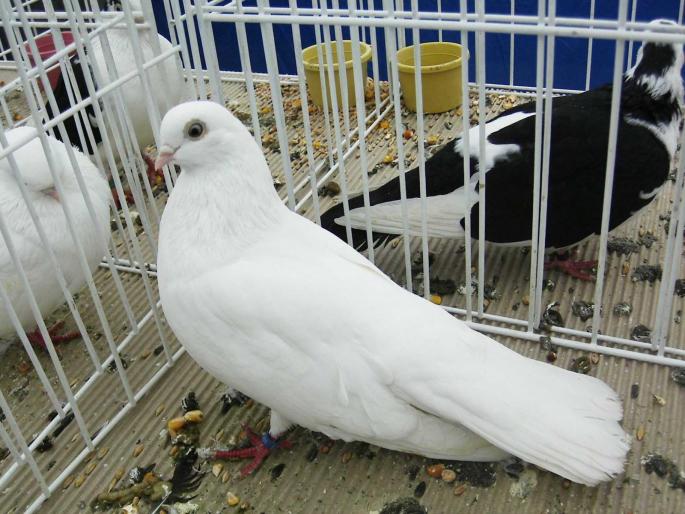 balan 7 - 1502 partea 1